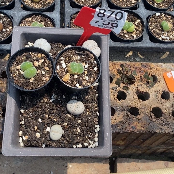 小*生石花等植物870