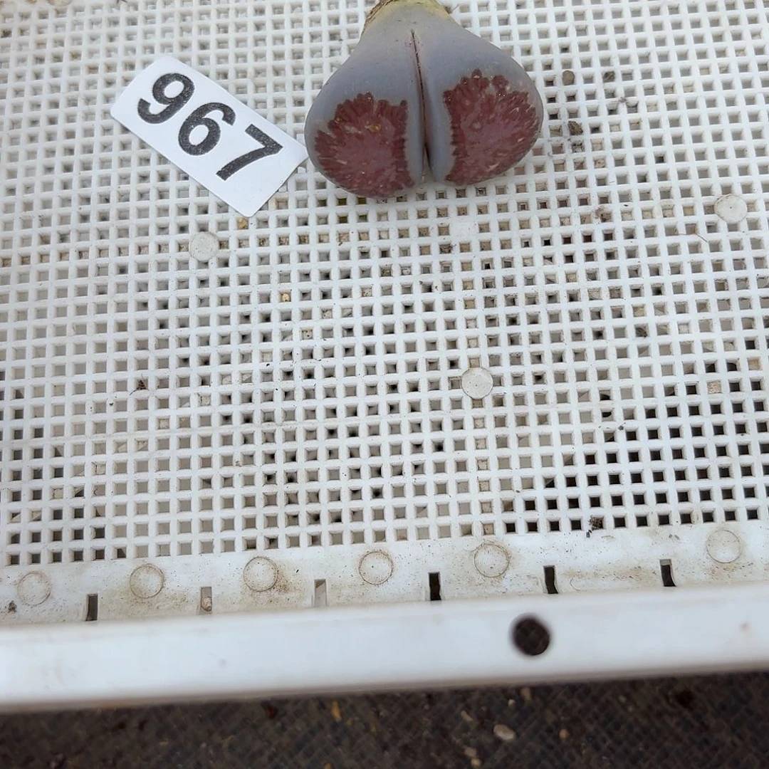 ぃ***迪生石花一物一拍967