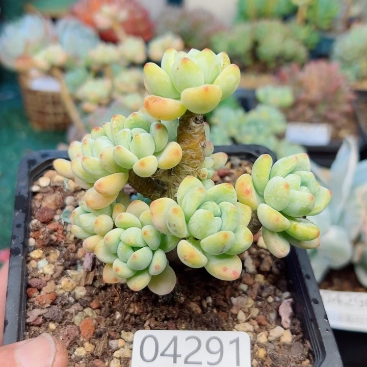 幸运的是我还没遇到
