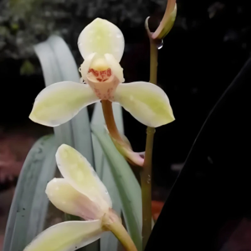 赵鹏推荐--建兰玉梅仙