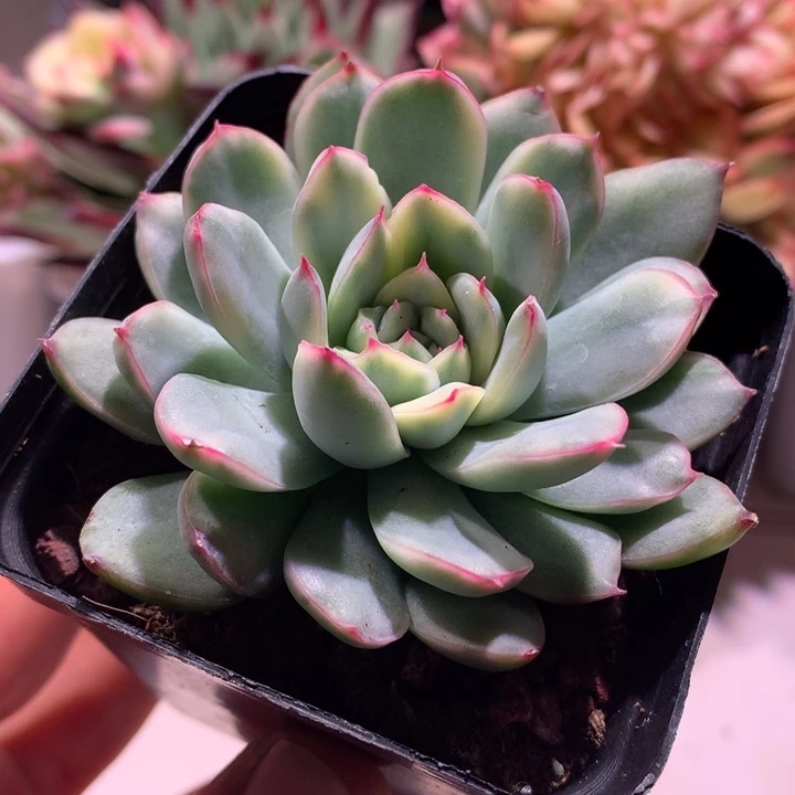 韩版荷花锦锦锦锦