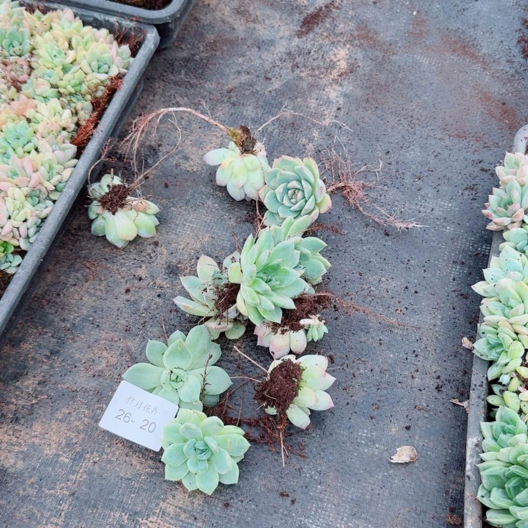 999珍妮绿菜十棵量拍右三