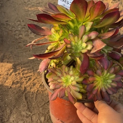 童颜多肉多肉9637