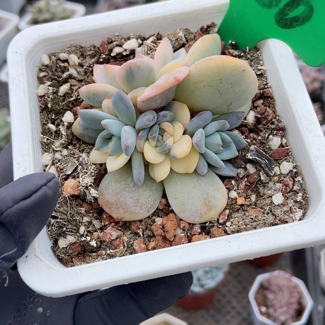 986梦露锦多肉植物