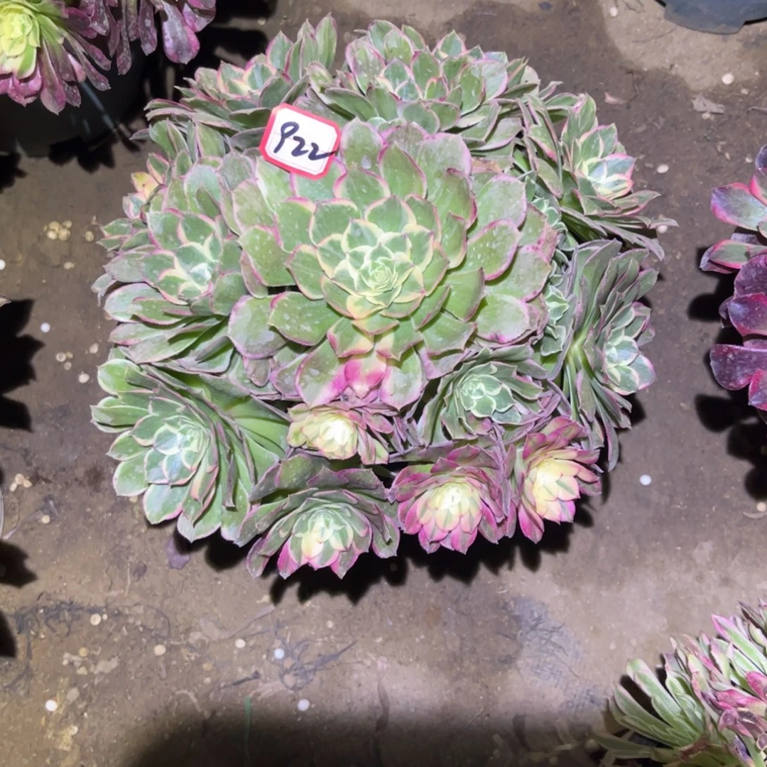 922多肉植物丘比特