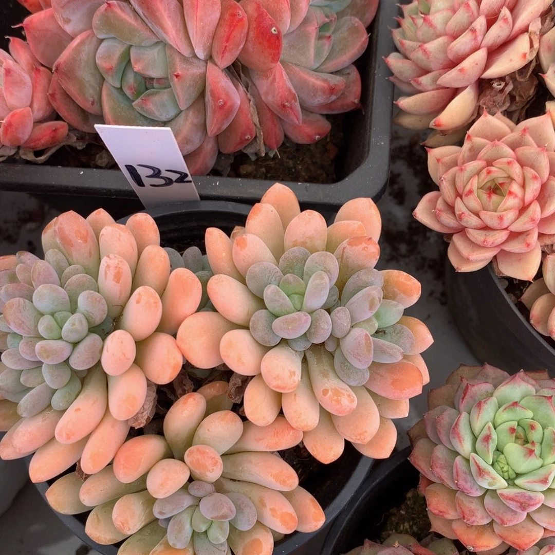 灯美人72737373737337