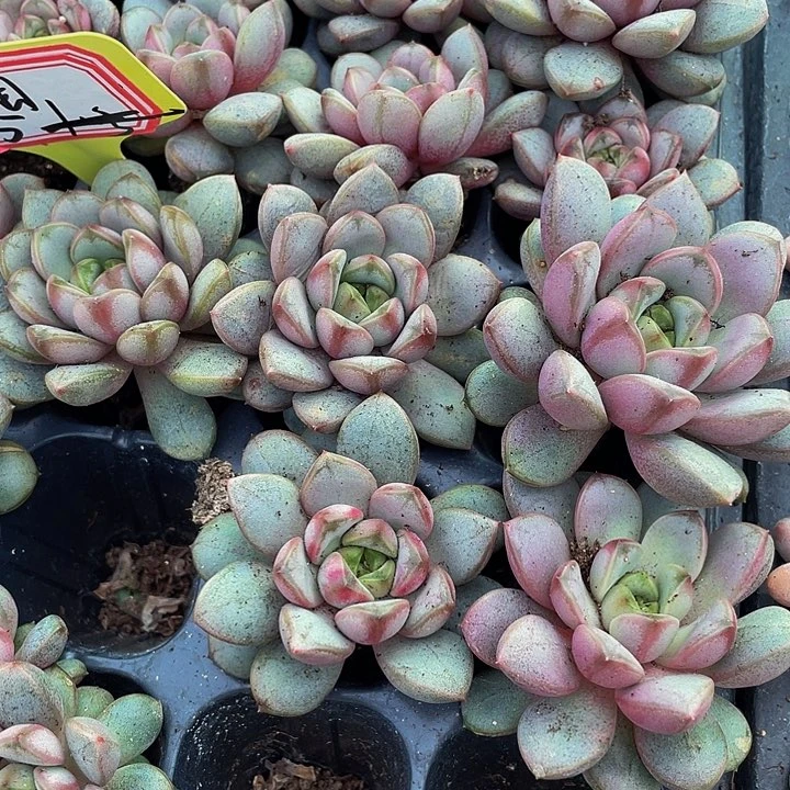 小单头葡萄1.5带土发