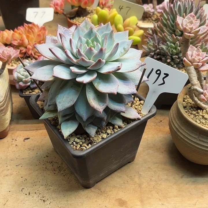 多肉植物，粉蓝鸟193号
