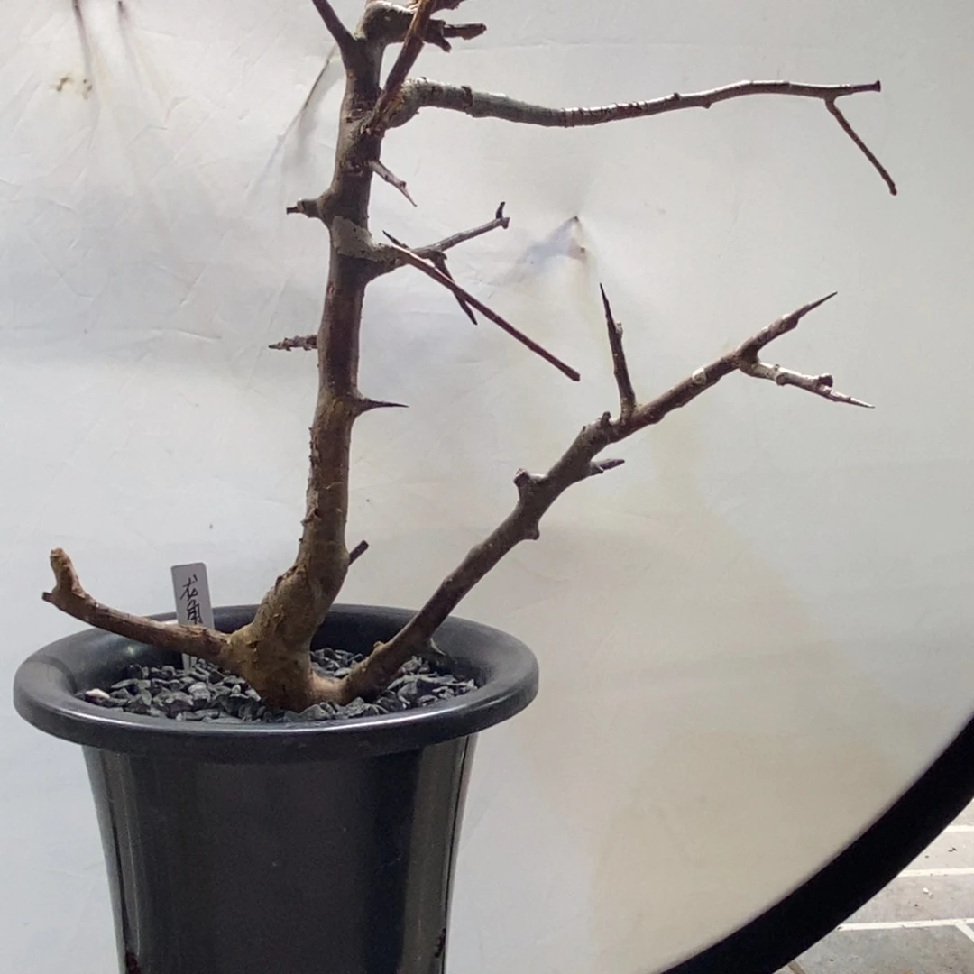 龙角没药橄榄产地熟桩