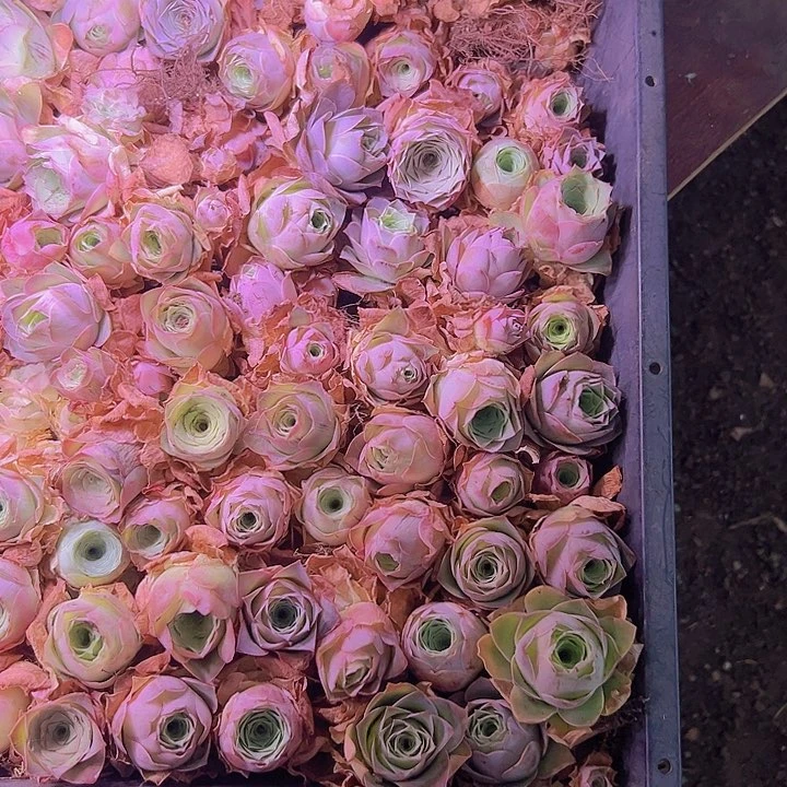 山地玫瑰多肉植物山地一筐