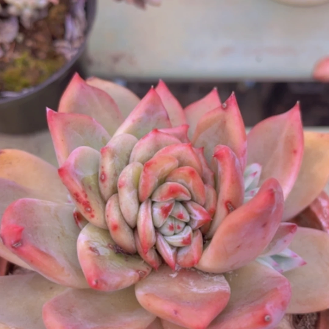 【闪购商品】祖母绿0411