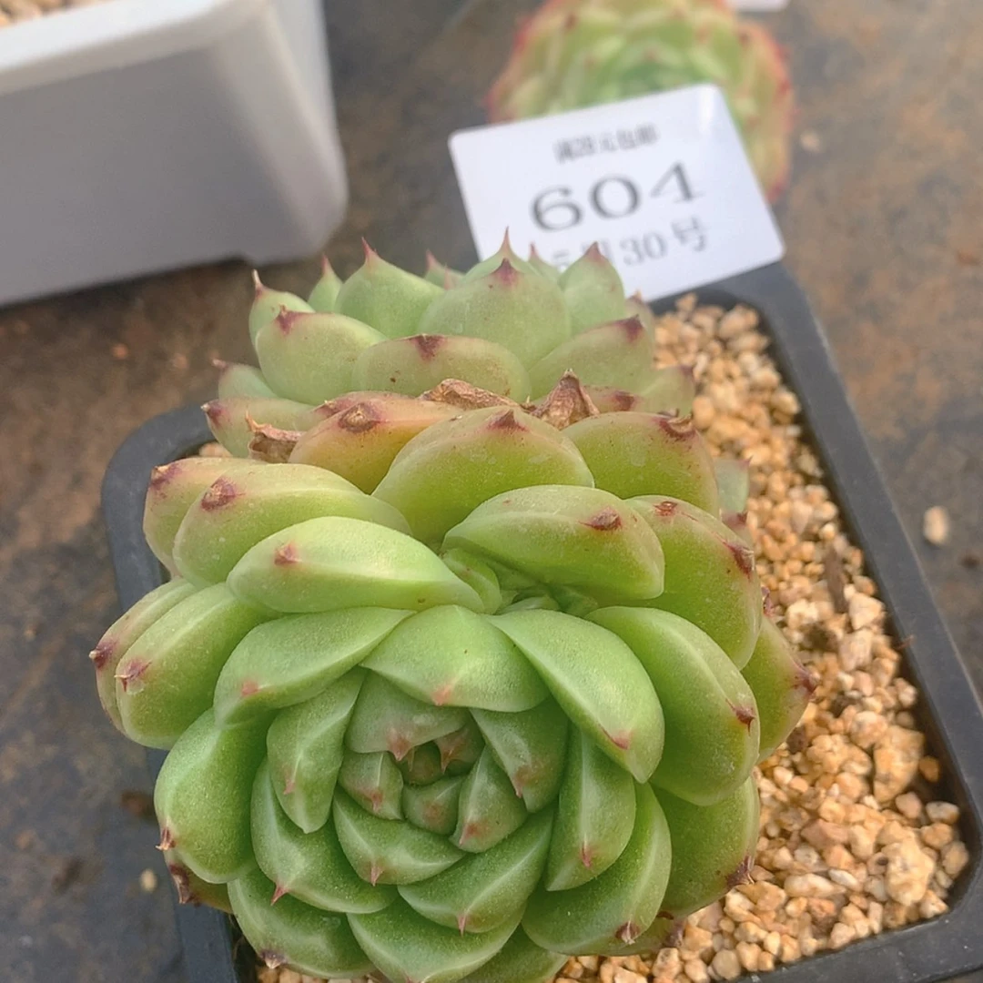 【闪购商品】云604号秃子麦秆
