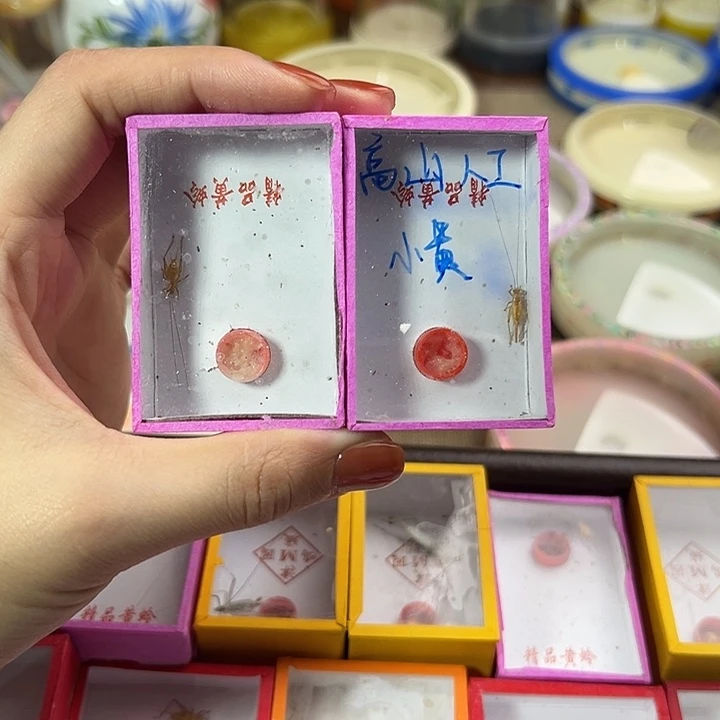 高山精品人工小黄两只