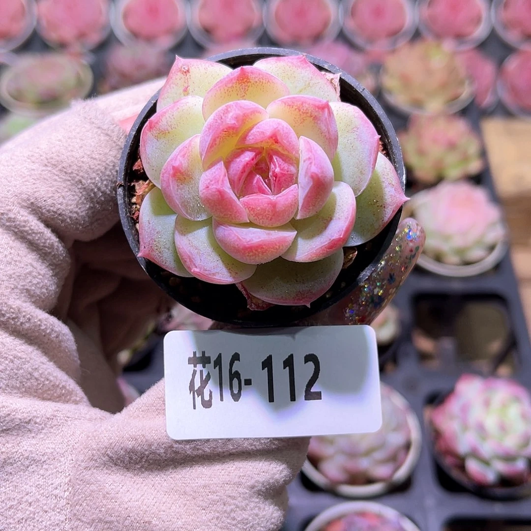 花利美16-112新品单头