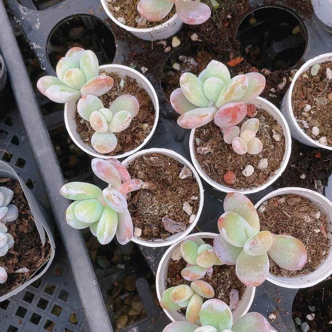 雪美人盆一个满25包邮