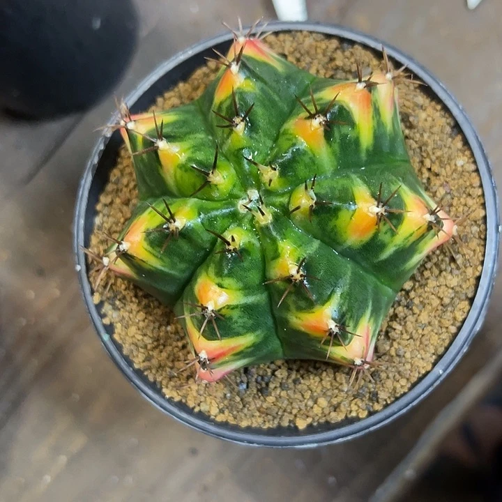 仙人球好好看好漂亮70