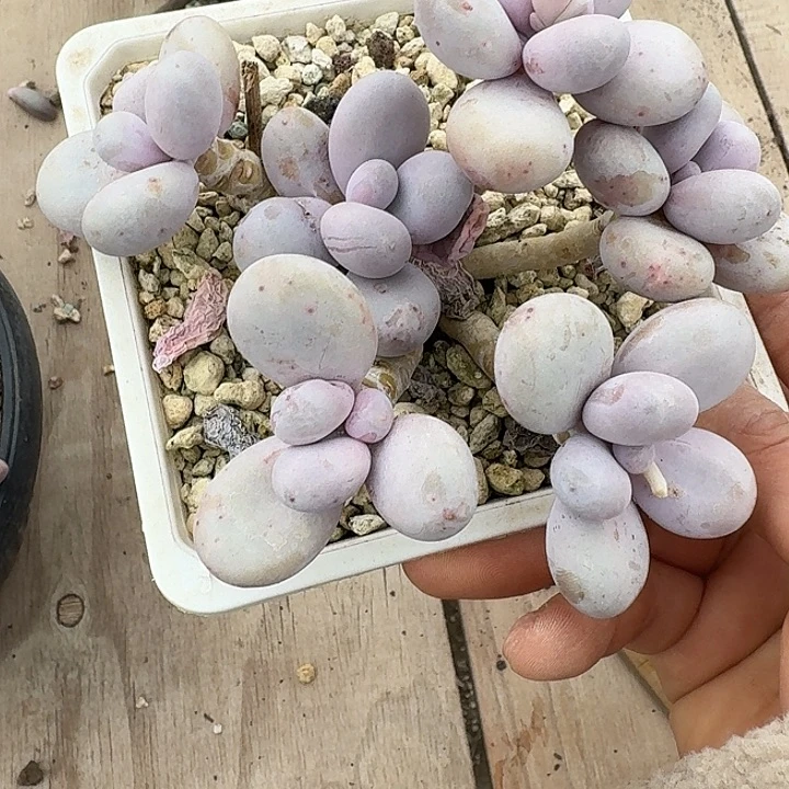 原始奶酪多肉植物的