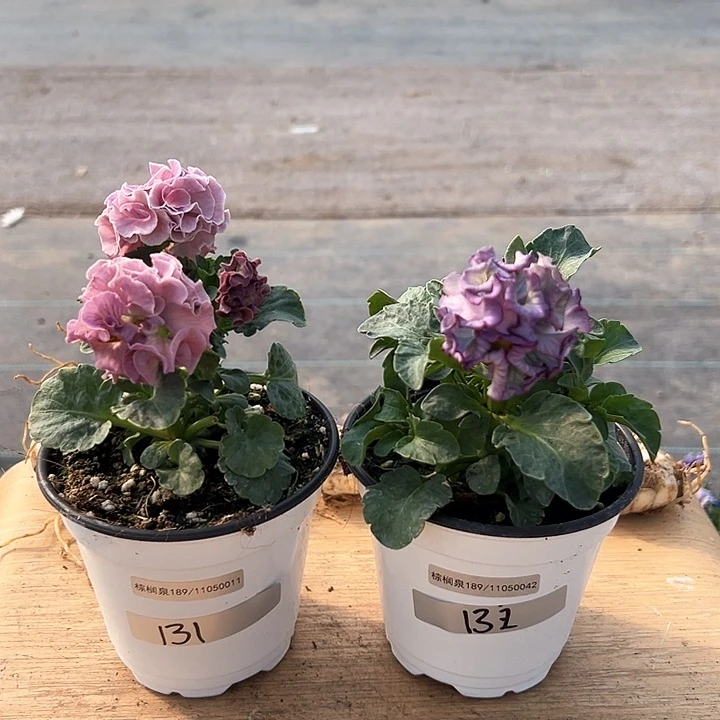 红陶抖音直播闪拍131-132