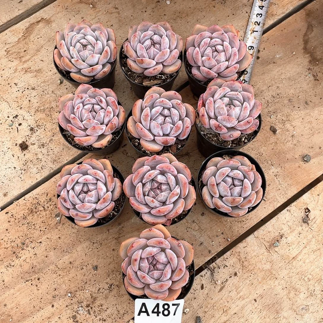 487多肉植物多肉植物