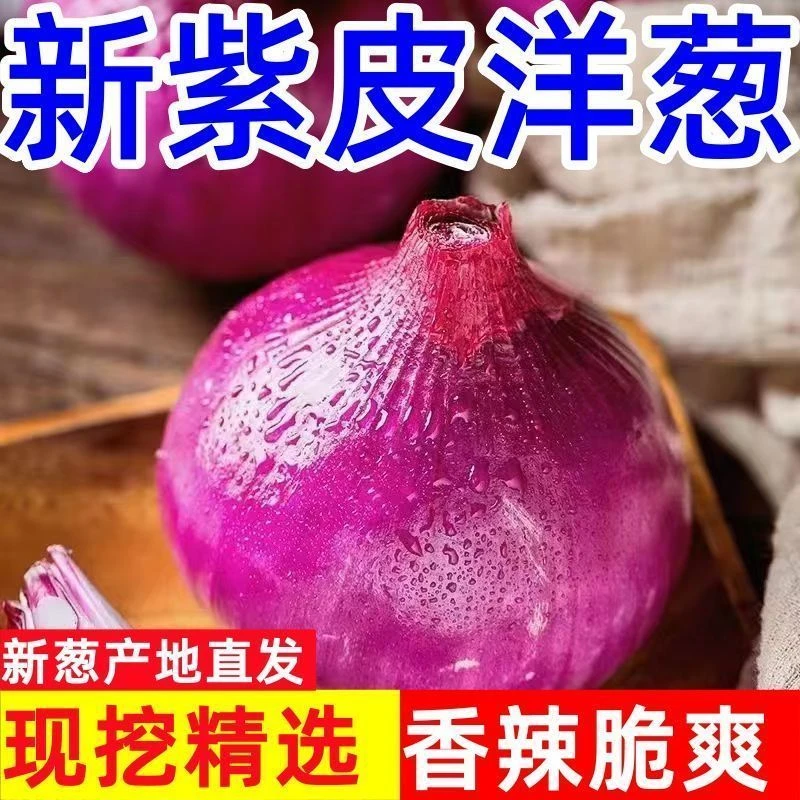 2025年新鲜现挖紫红皮洋葱生吃葱头当季新鲜现挖蔬菜圆葱整箱批发