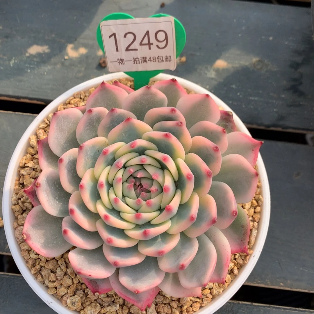吉娃娃锦单头一物一拍1249