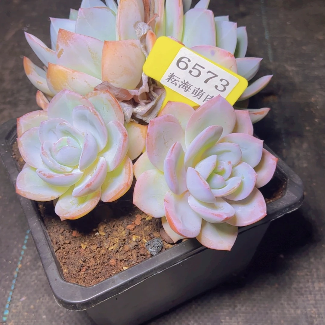 拈***笑凤橙6573多肉植物