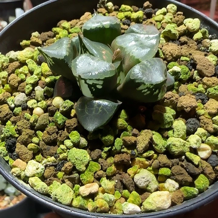 裹克实生裹克实生