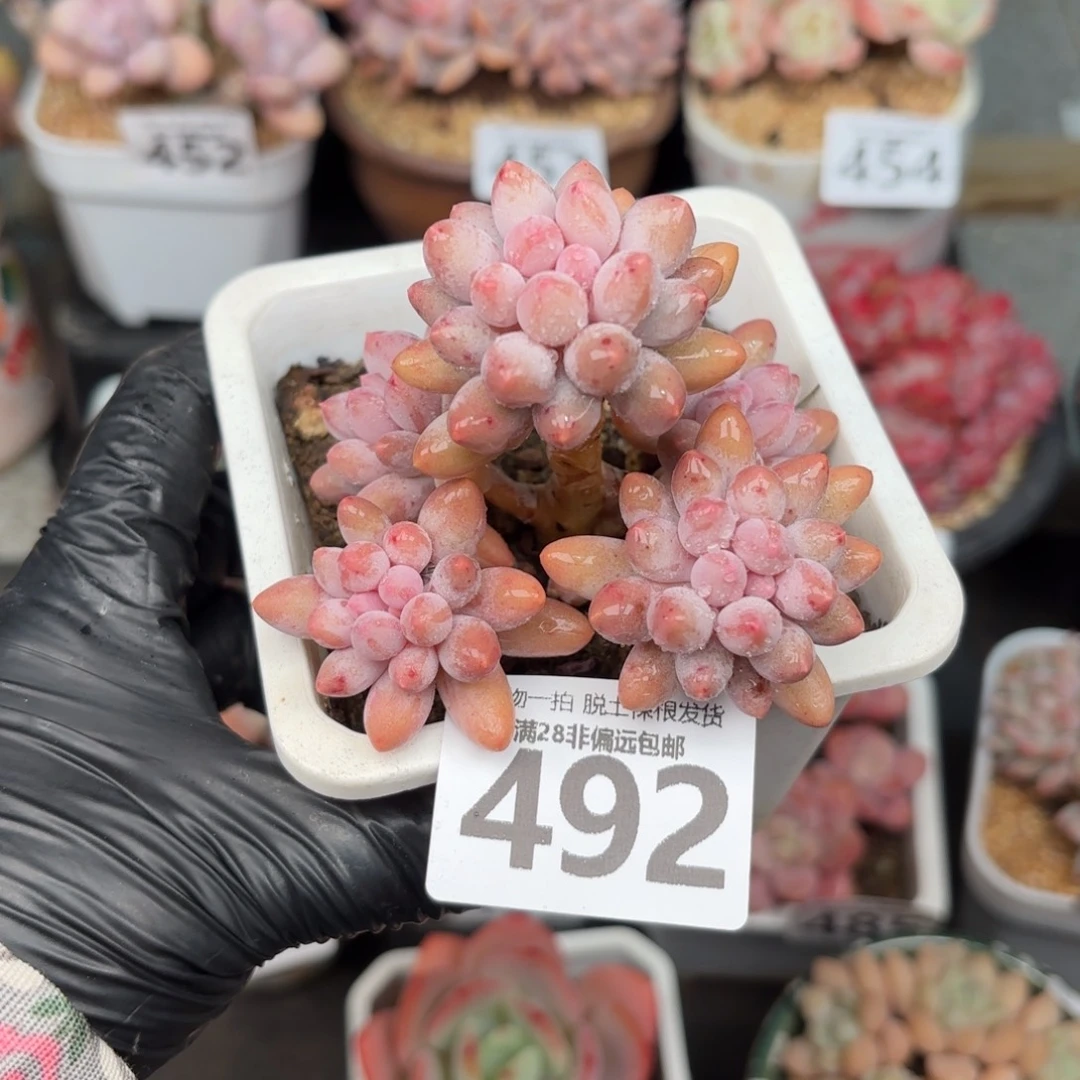 婴儿手指无盆土发货