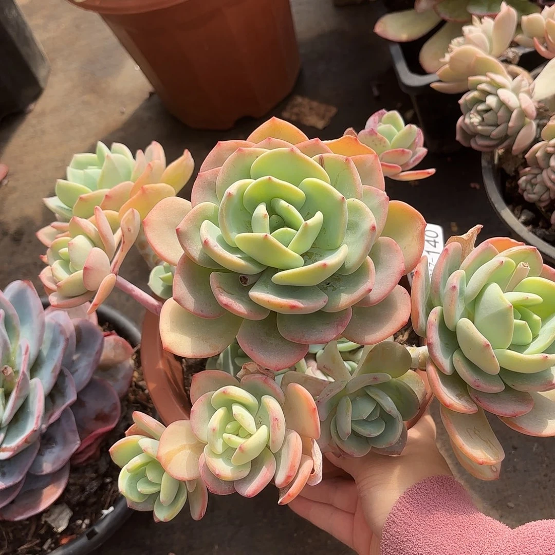 同温层多肉白月光140