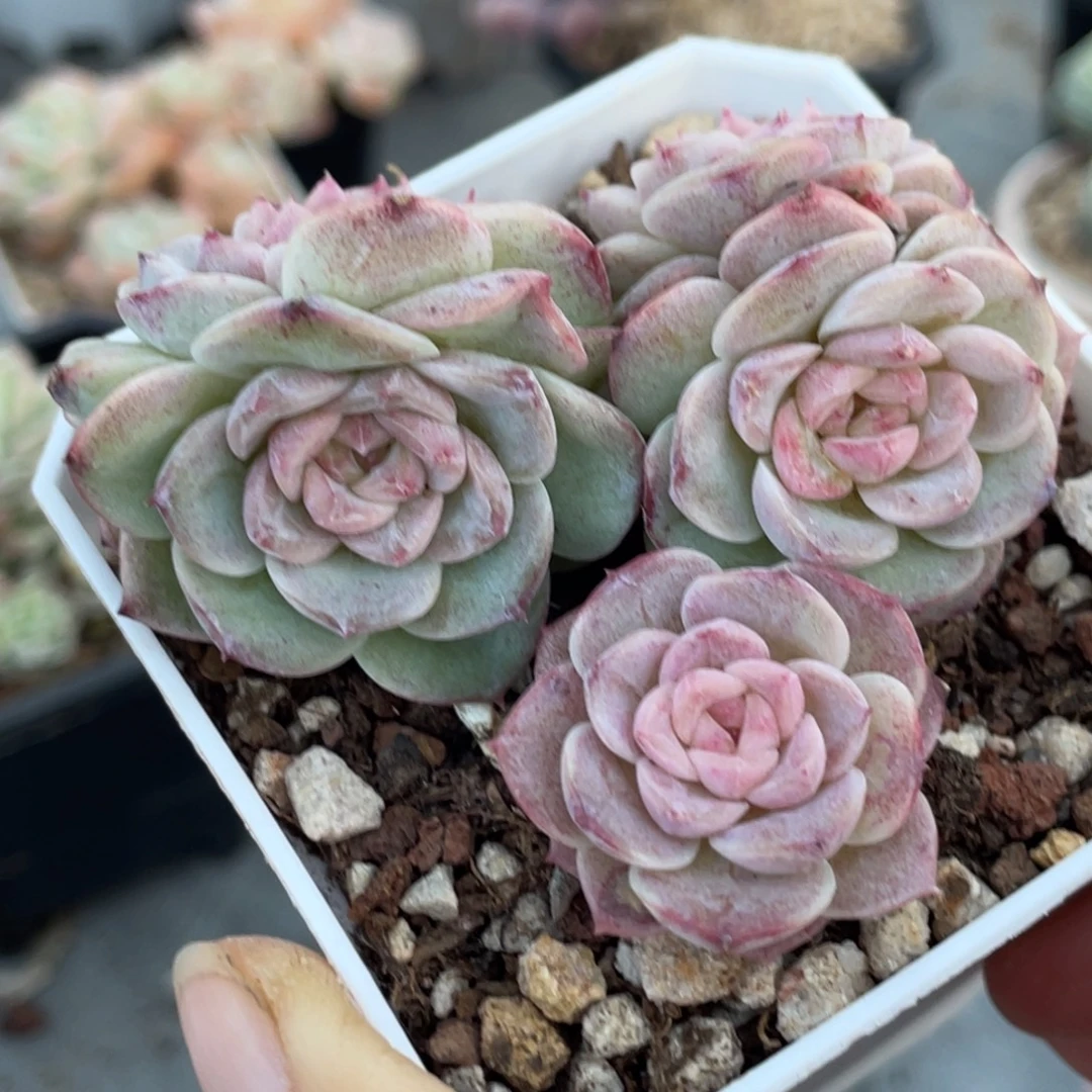 粉色钻石五头小群生