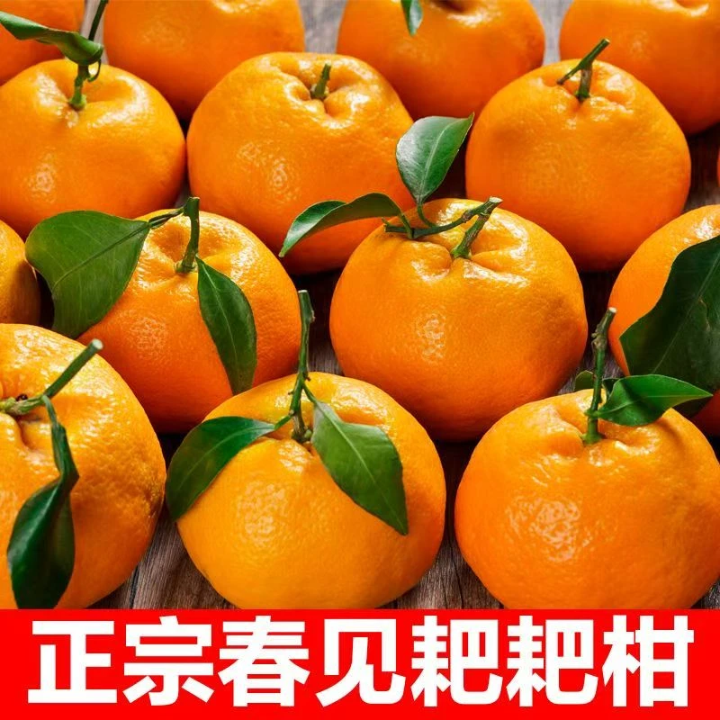 正宗四川春见耙耙柑九甜一酸汁水充足