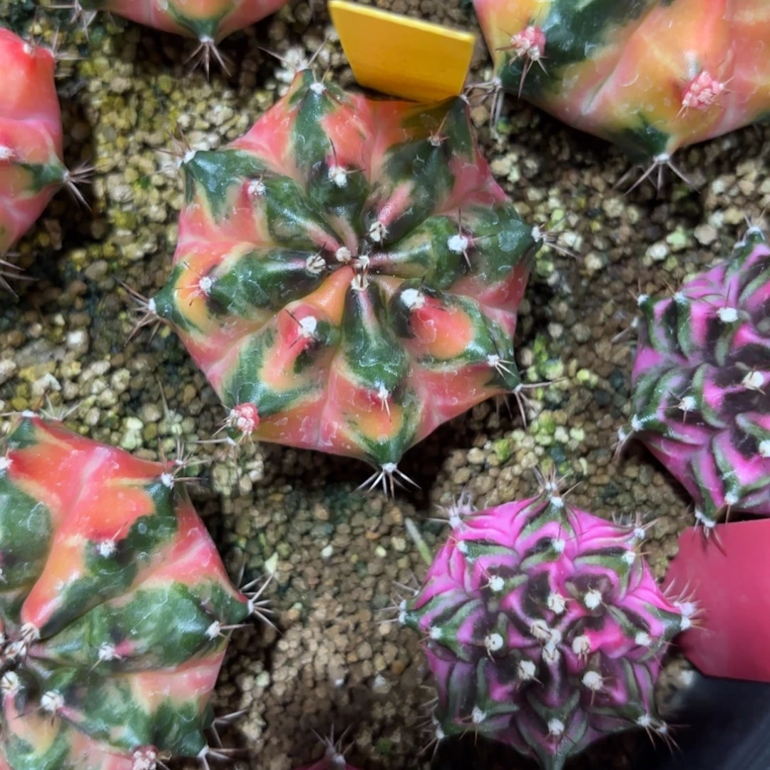 106-0103泰国发货多肉