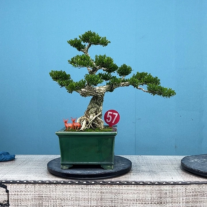 以实际为准精品黄杨老桩