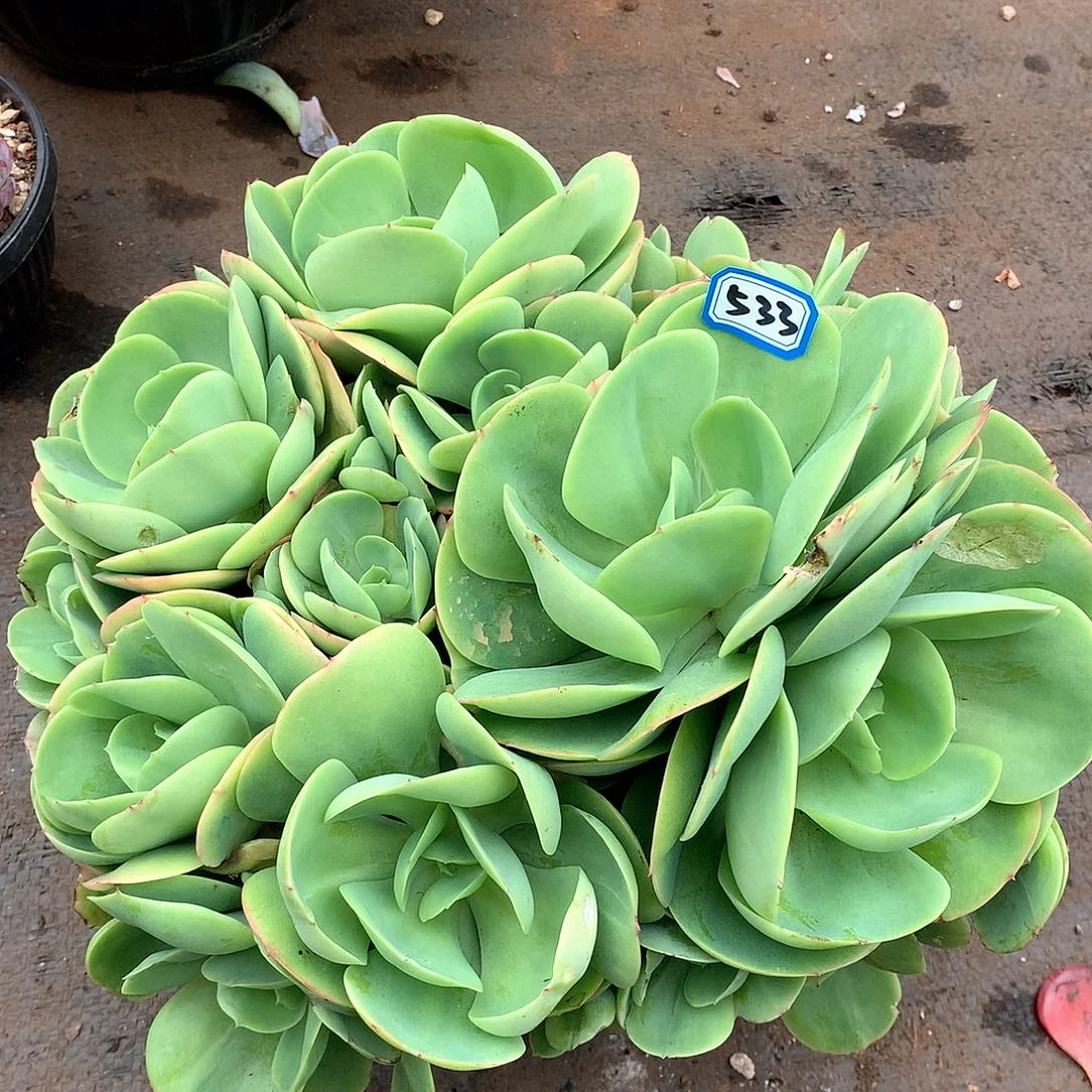 533碧桃 一物一拍多肉