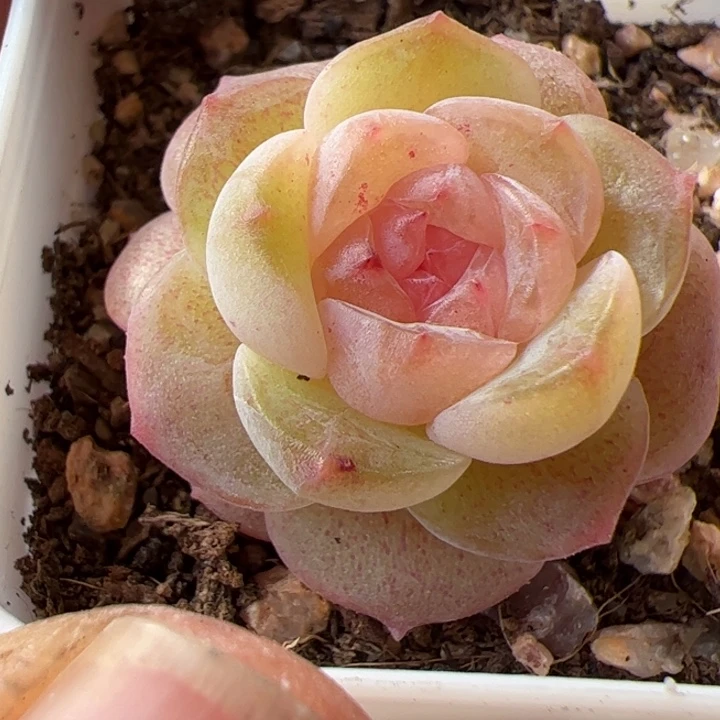 开播福利。一物一拍精品糖心，尺寸不大介意勿拍