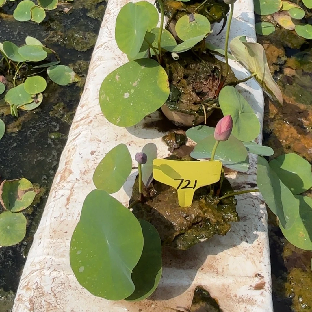 别****完全开放旱莲莲子721号