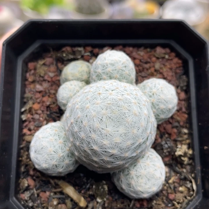 大型姬春星       实生根