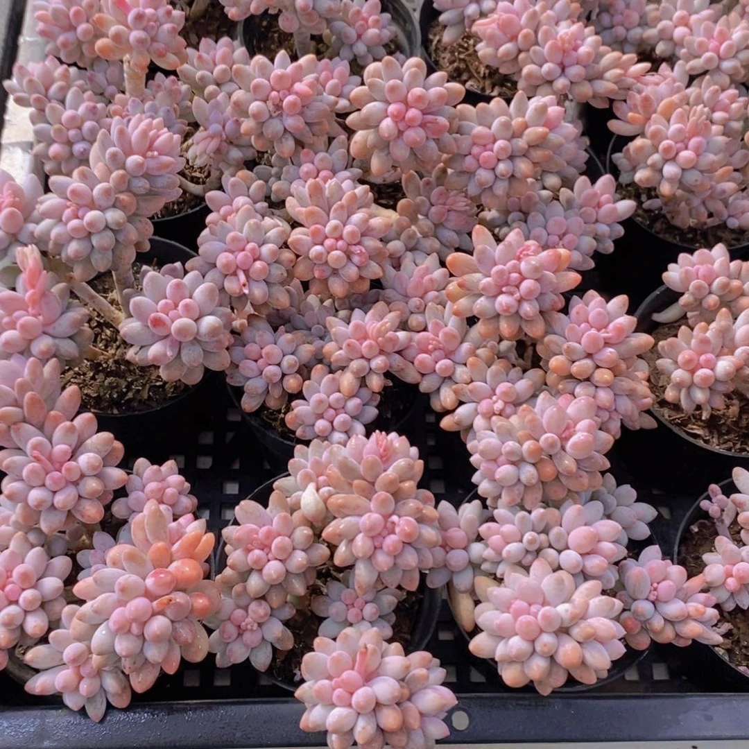 量拍40号 精品老桩婴儿手指多头群一个