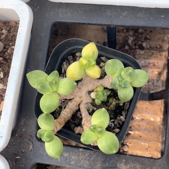 一物一拍满18包邮