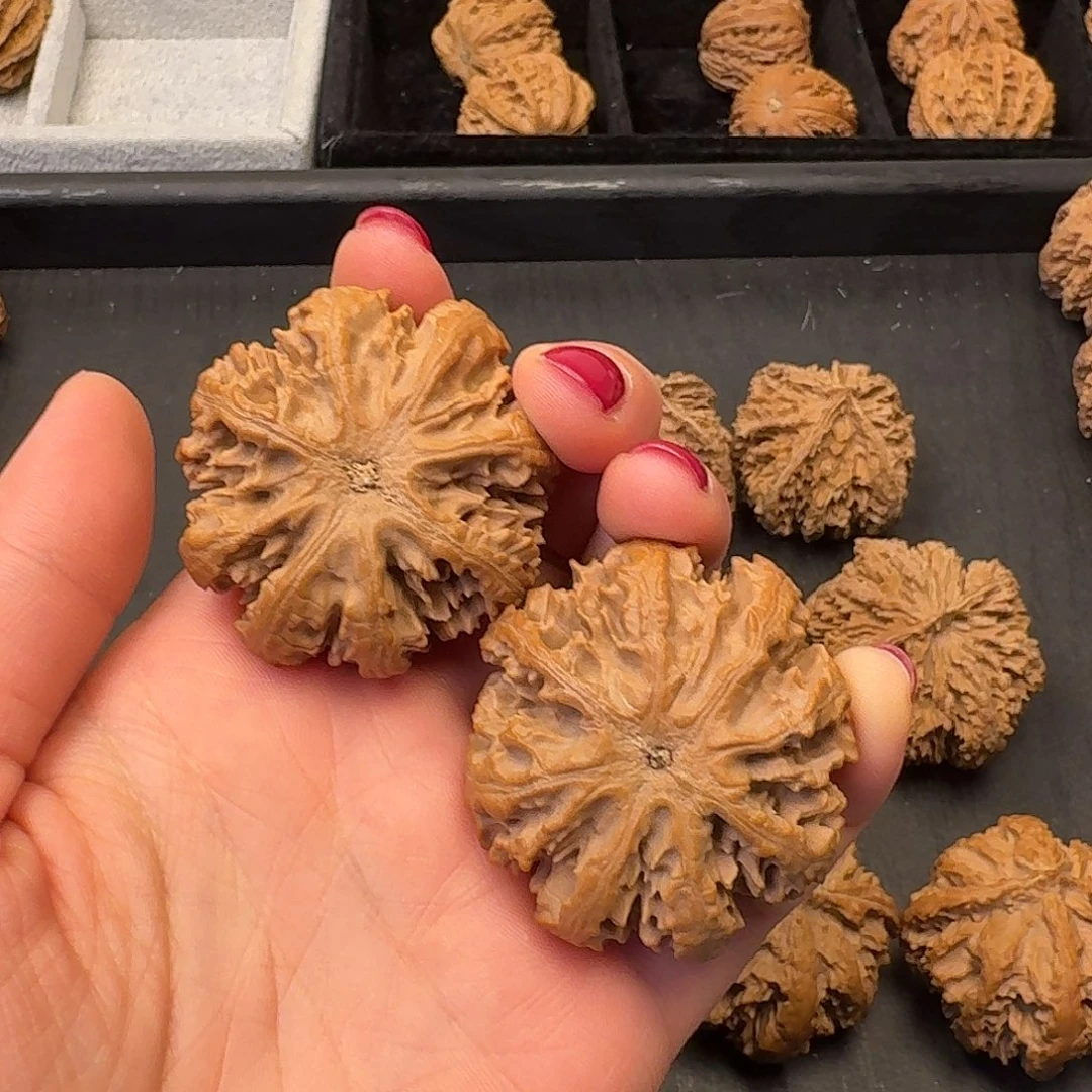 古***马核桃突突突突的突突