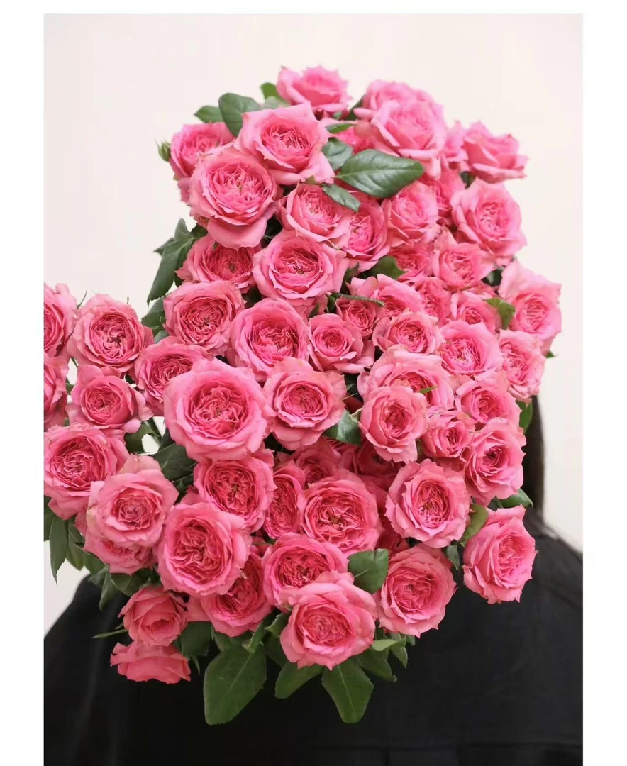 【葡噗专属】多头苏菲宝贝 10支云南 基地直发