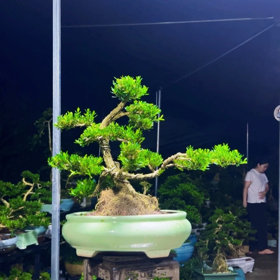 无花朵黄杨木
