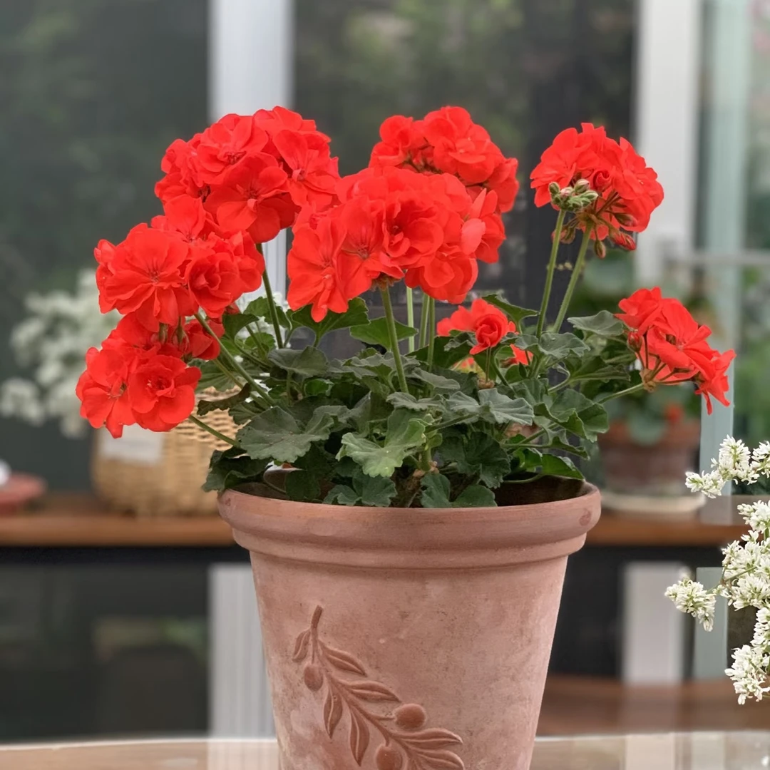 【炫橙】天竺葵四季花卉多层花瓣阳台桌面（不拍保温 不包冻损）