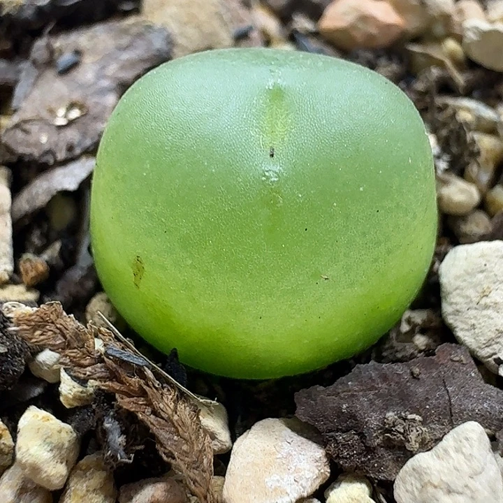 老马生石花1.5拉登1656