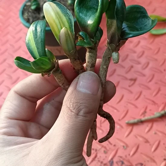 特色花卉君子兰小苗