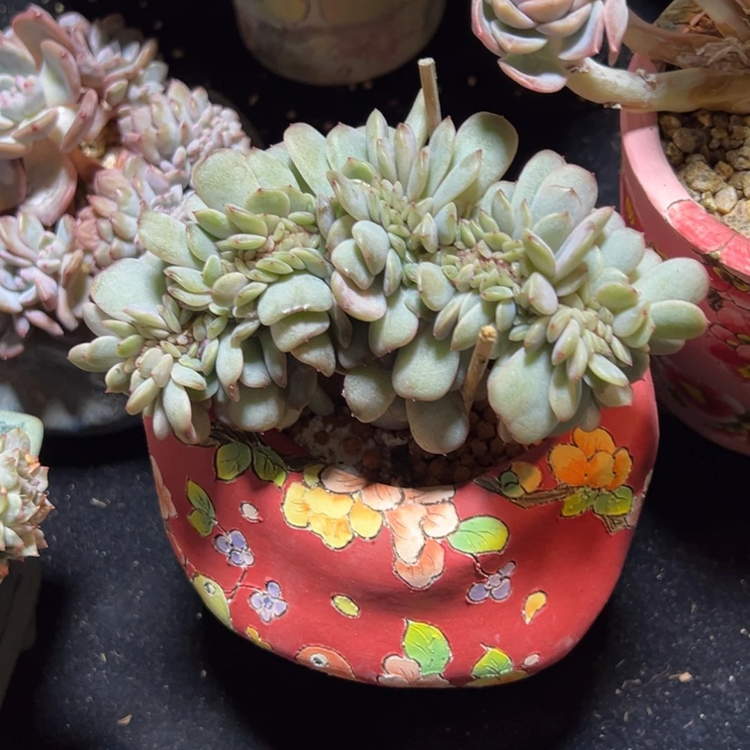 小*?新年快乐 新年快乐