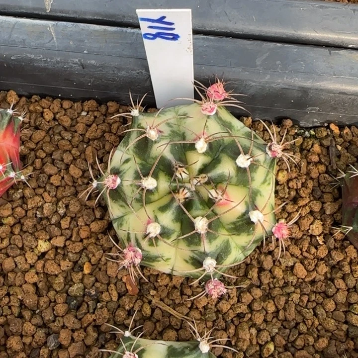 A****a18-0121tika泰国发货多肉