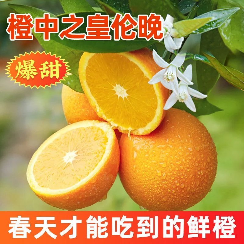 【京东发货】湖北秭归正宗伦晚脐橙新鲜采摘香甜多汁果园当季水果