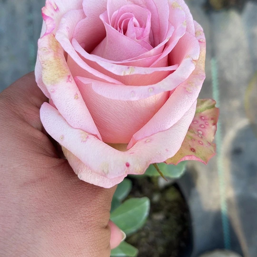 无花朵———帕洛马 施菲特 福利款