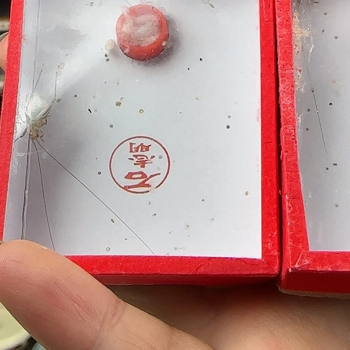 *****蟋蟀石志明大黄2只中长须……斗…………